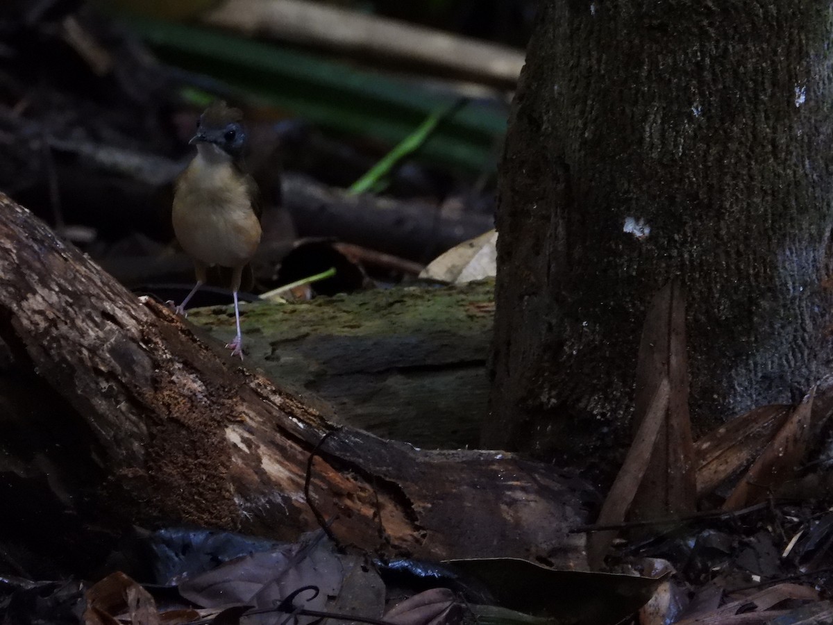 Короткохвостый шелкопёр - ML645711955