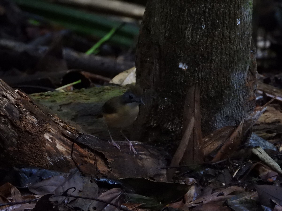 Короткохвостый шелкопёр - ML645711956