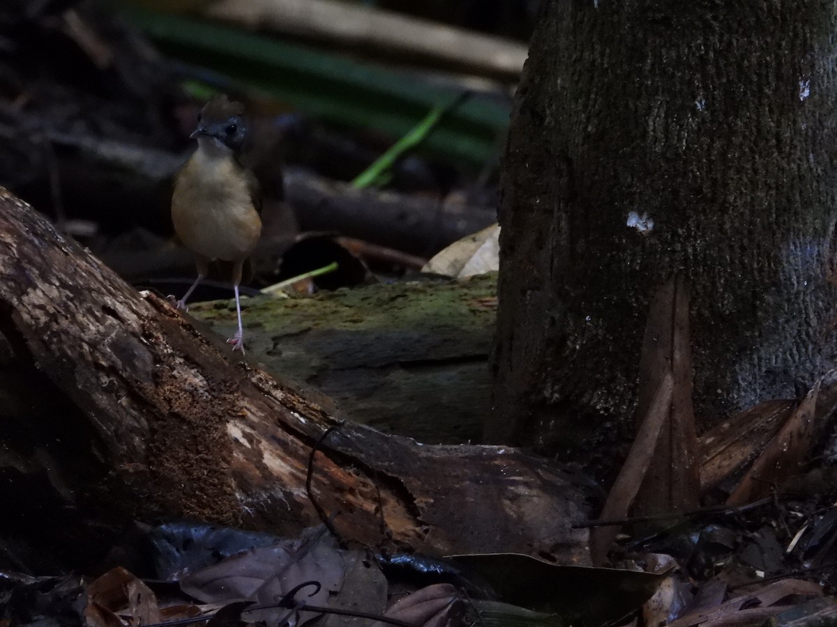 Короткохвостый шелкопёр - ML645711957