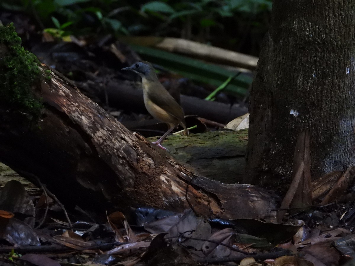 Короткохвостый шелкопёр - ML645711958