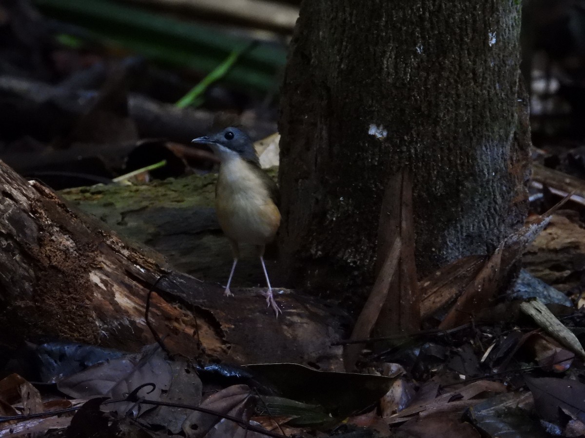 Короткохвостый шелкопёр - ML645711959
