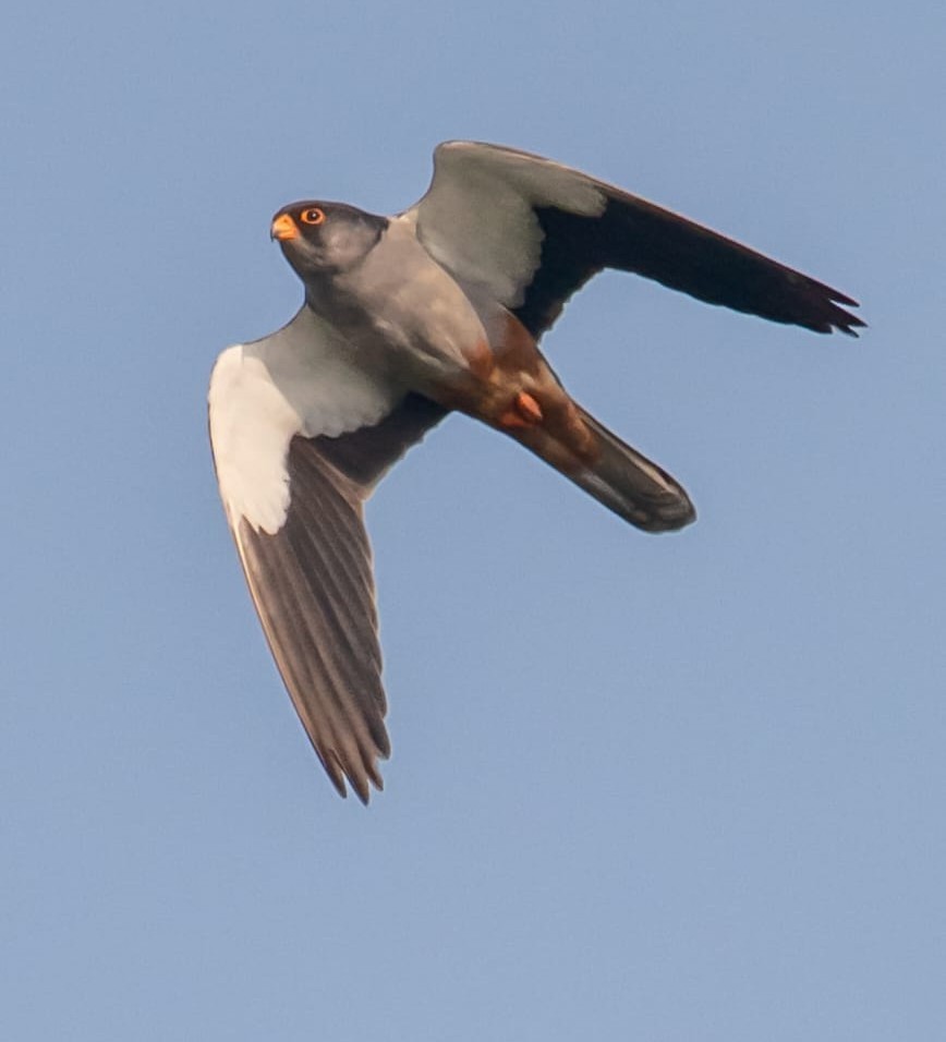 Amur Falcon - ML645711963