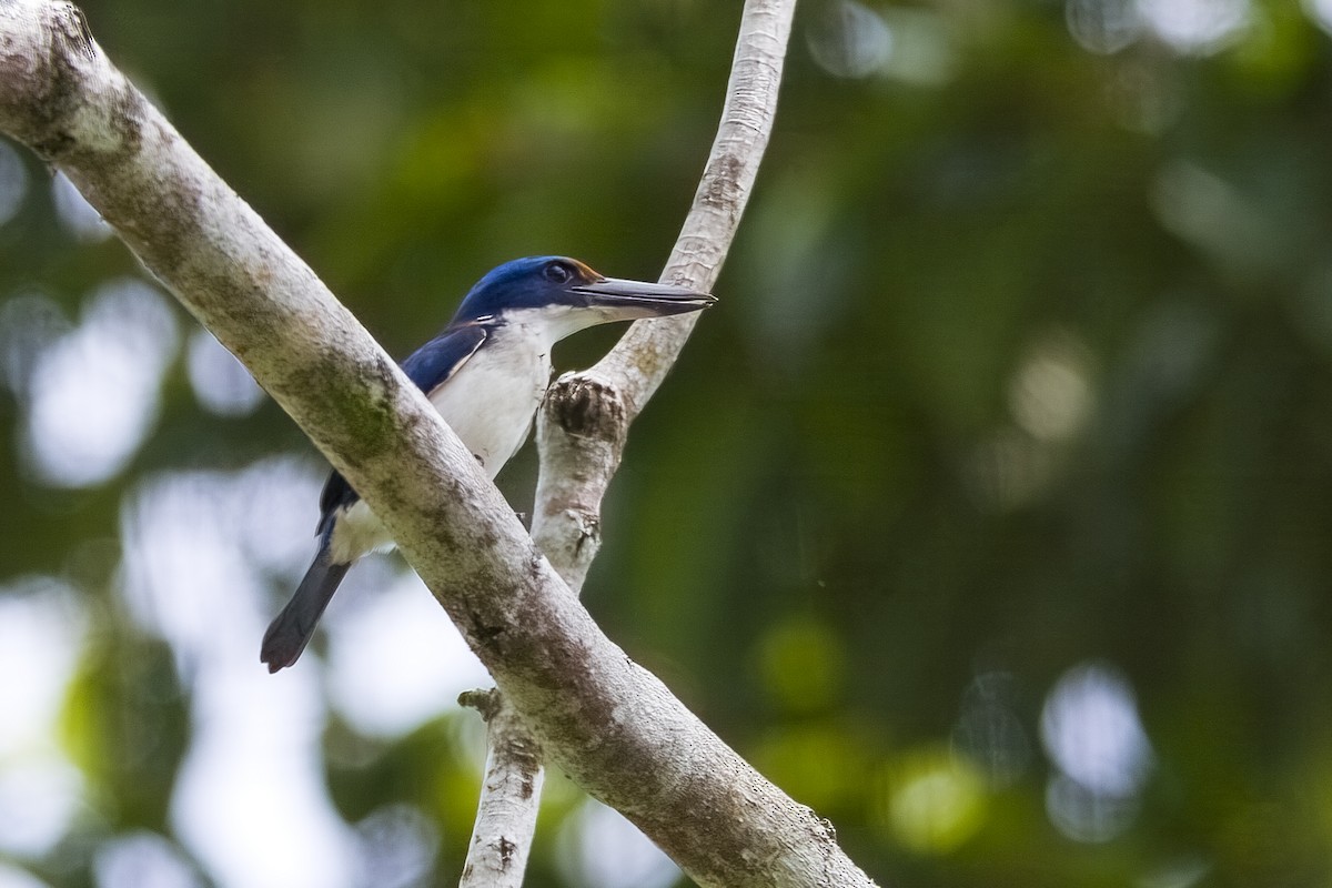 Rufous-lored Kingfisher - ML645711973