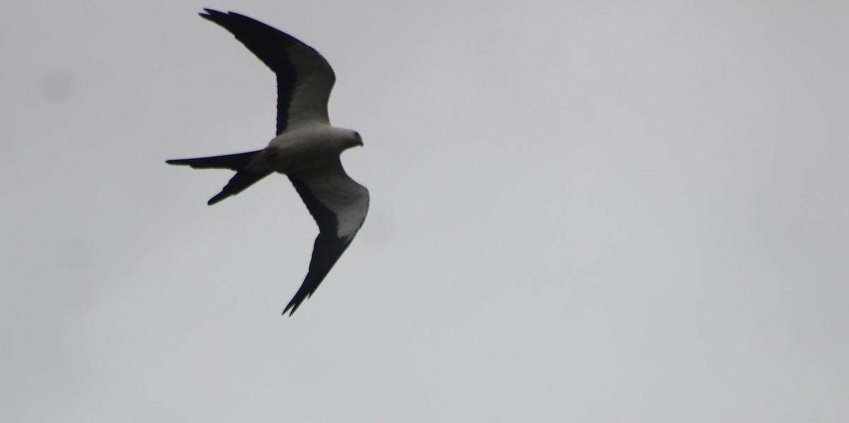 Swallow-tailed Kite - ML645711975