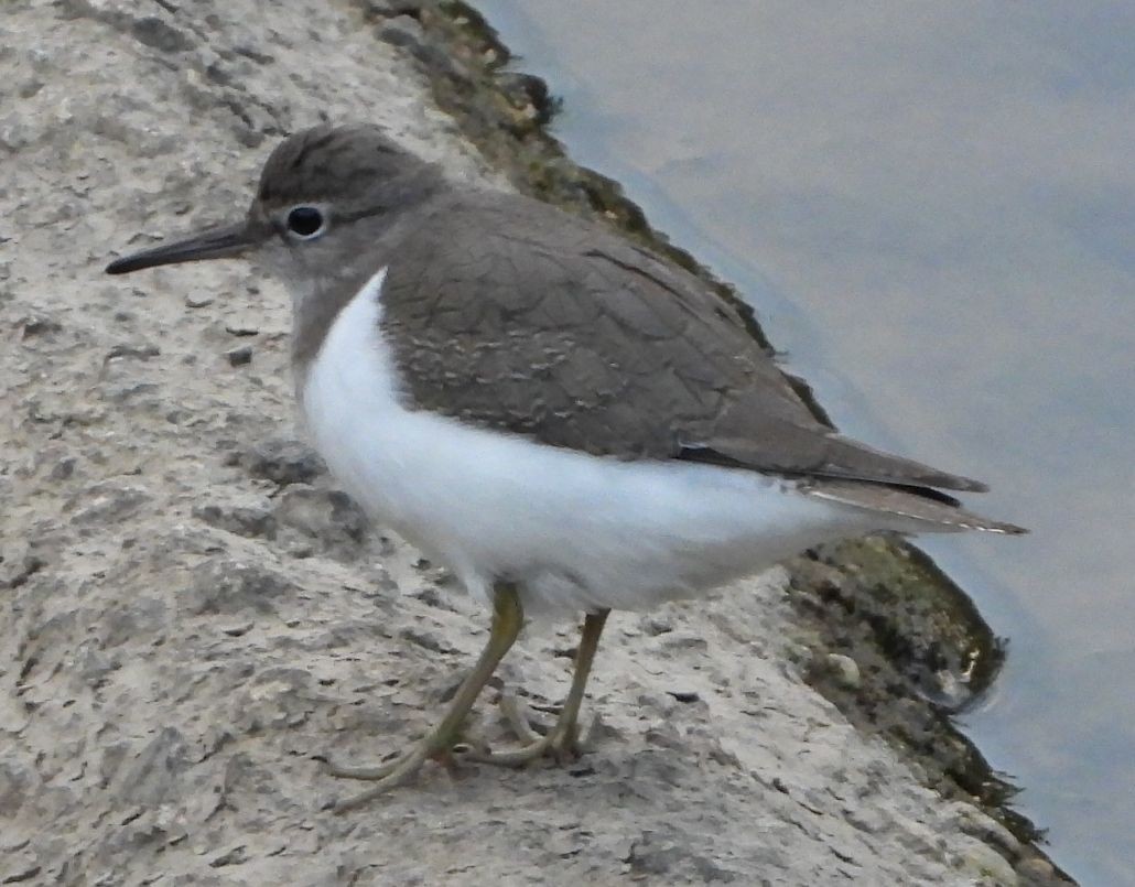 Common Sandpiper - ML645711987
