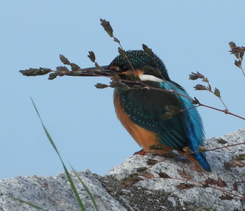 Common Kingfisher - ML645711998