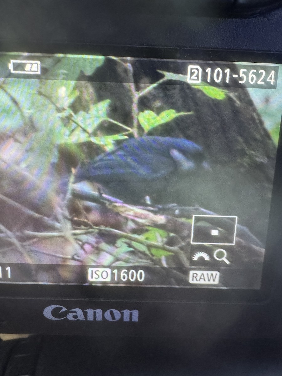 Great Tit - ML645712000