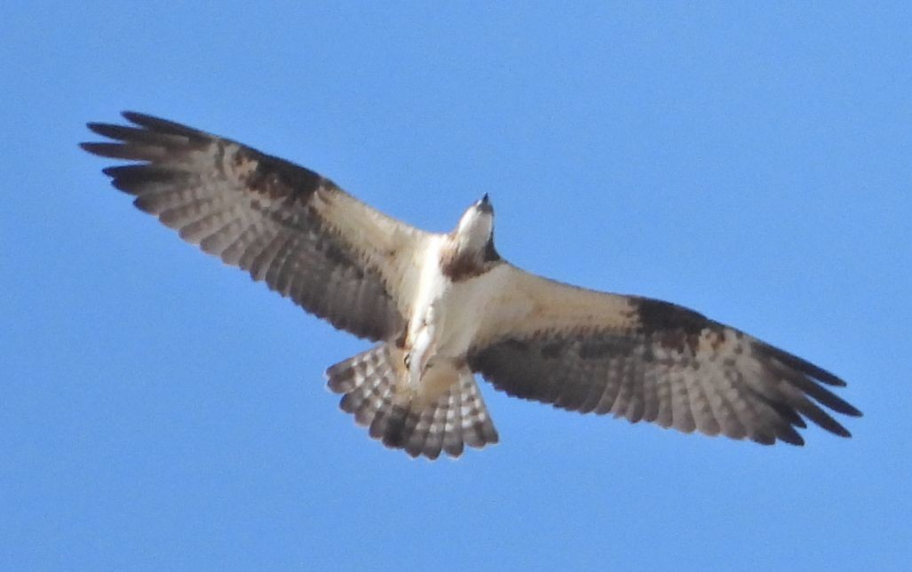 Osprey - ML645712001