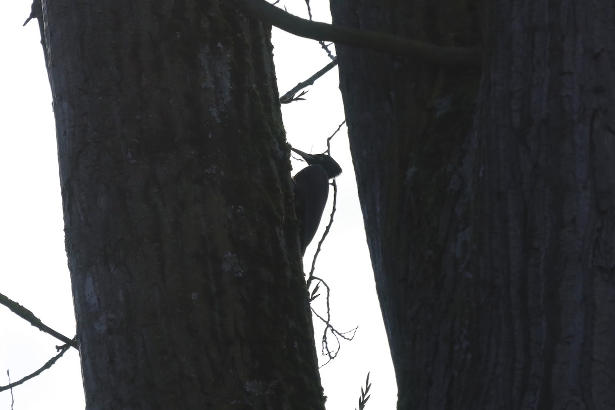 Black Woodpecker - ML645712002