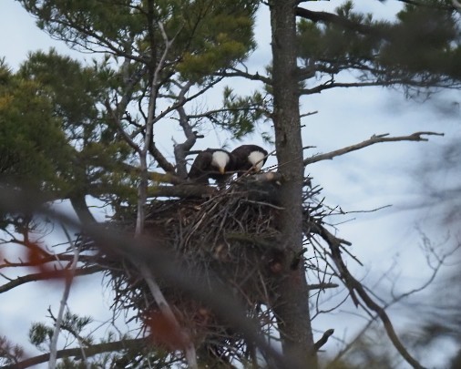 Bald Eagle - ML645712008
