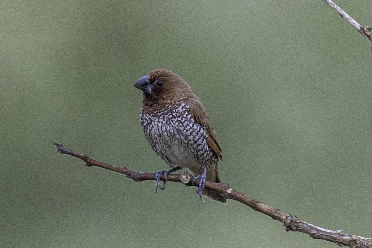 Scaly-breasted Munia - ML645712010