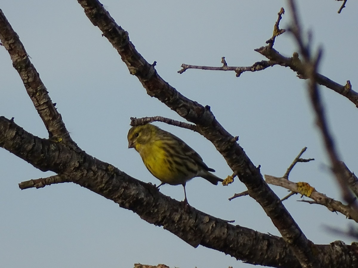 European Serin - ML645712011