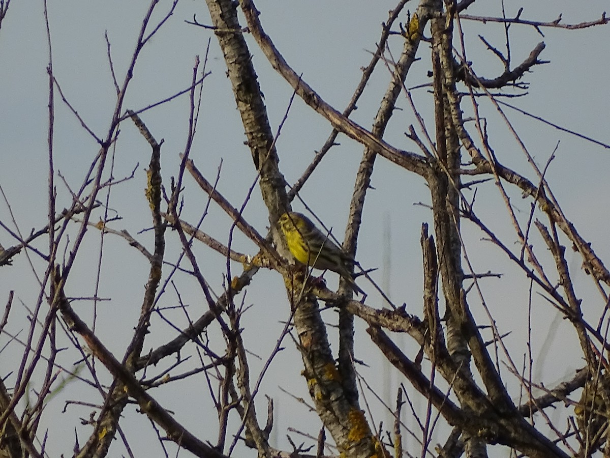 European Serin - ML645712012