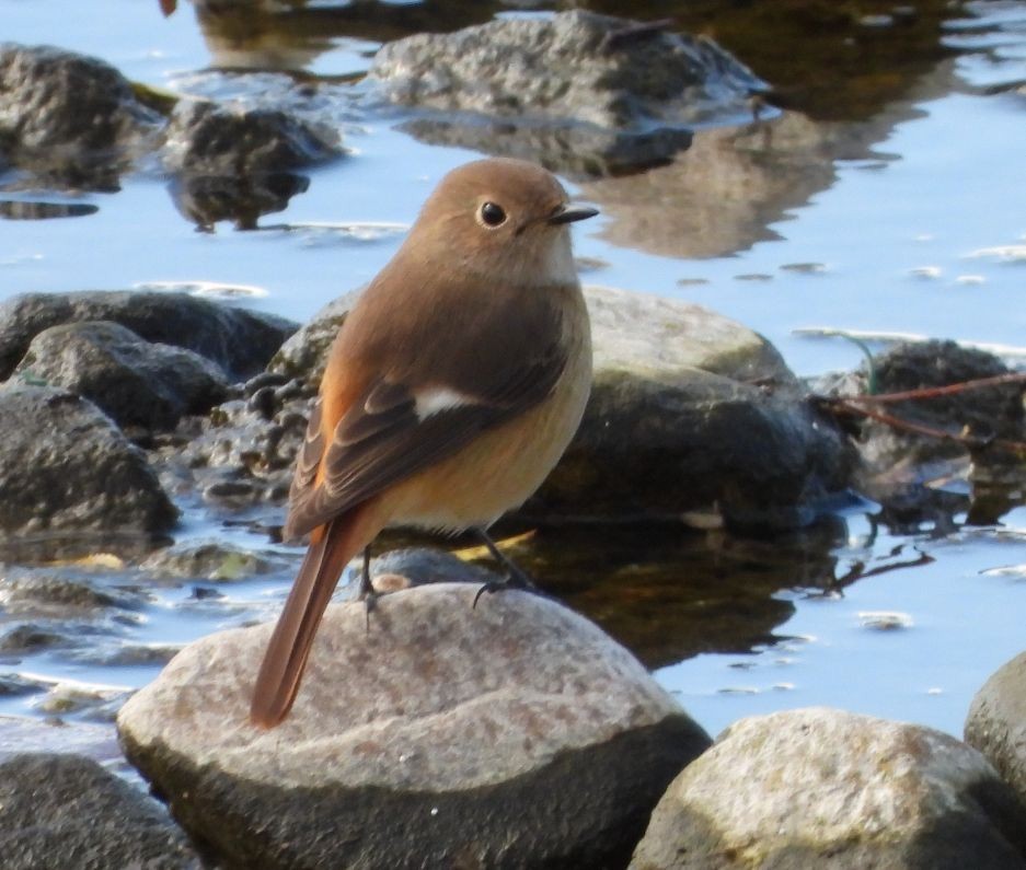 Daurian Redstart - ML645712013