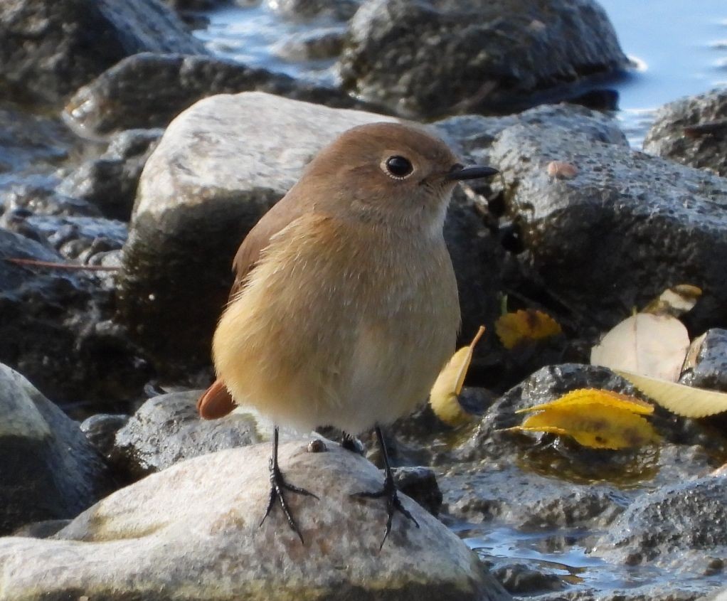Daurian Redstart - ML645712014