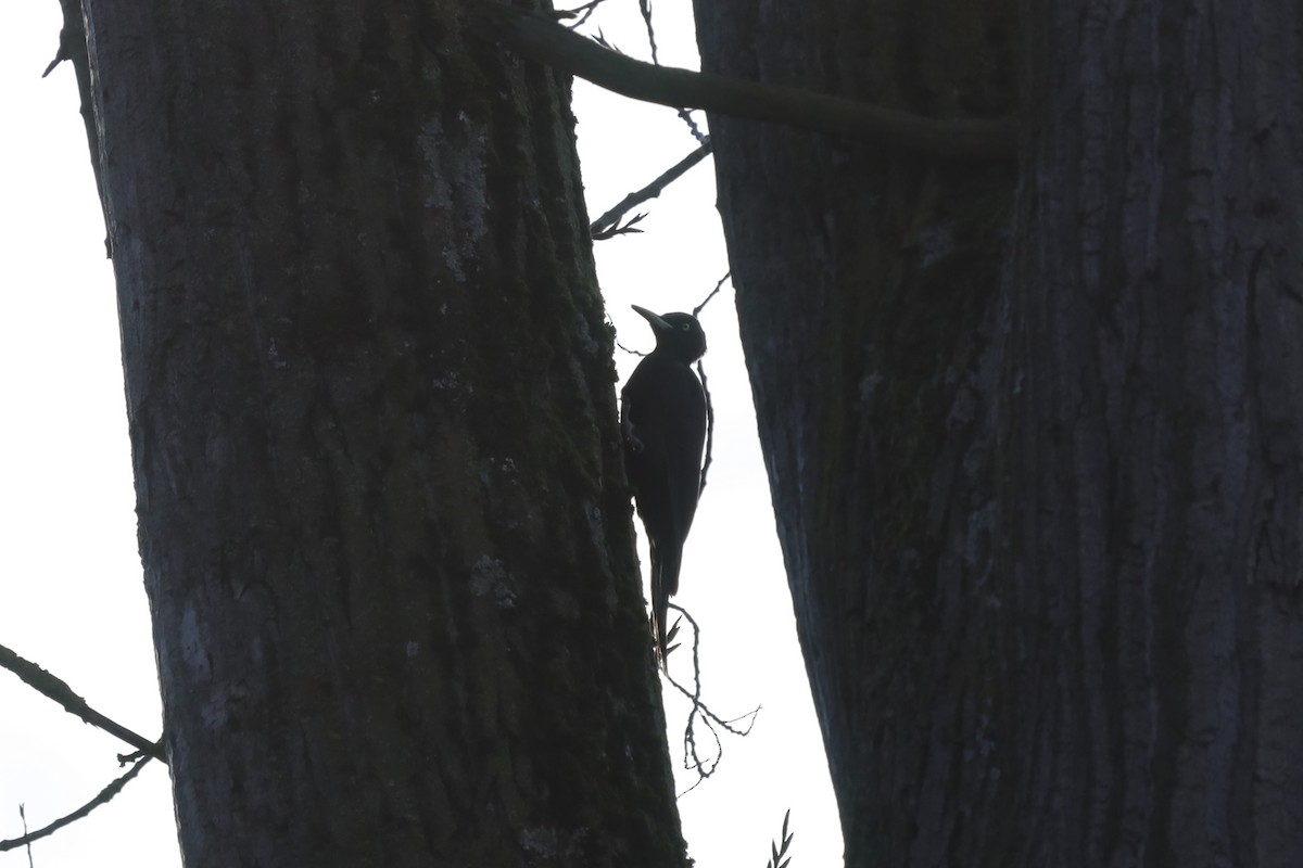 Black Woodpecker - ML645712015
