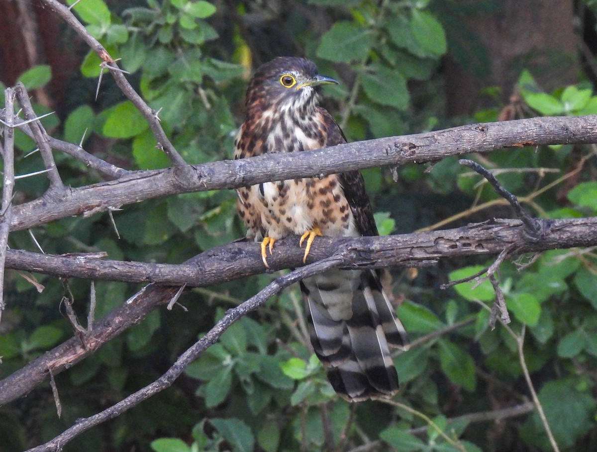 Large Hawk-Cuckoo - ML645712017