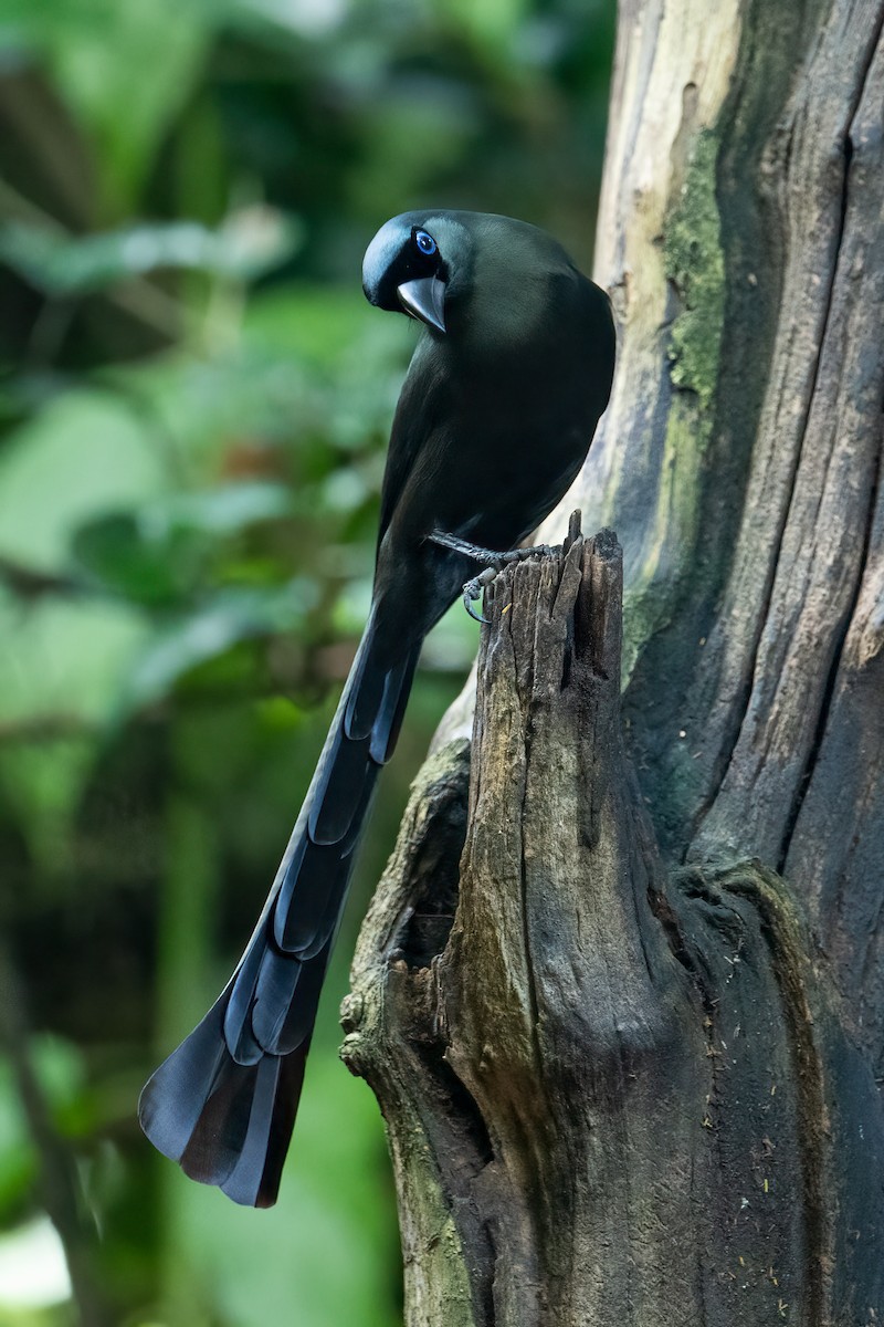 Ракетохвостая сорока - ML645712018