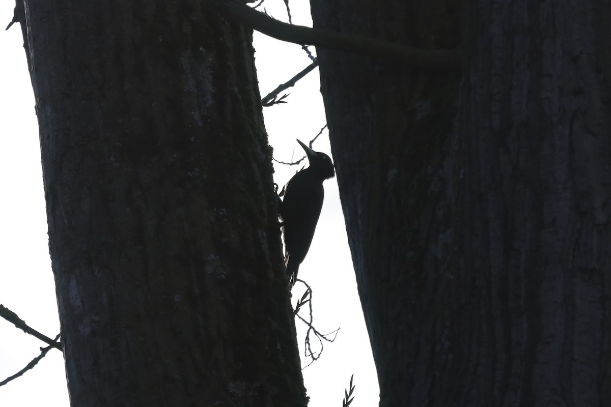 Black Woodpecker - ML645712019
