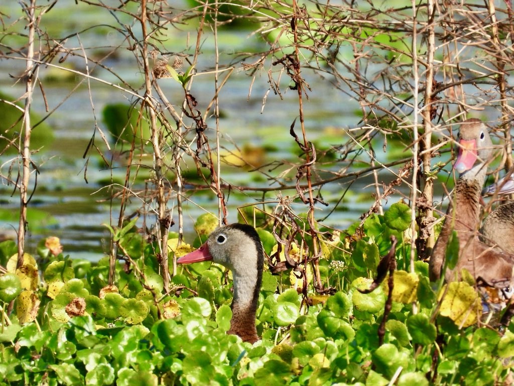 Black-bellied Whistling-Duck - ML645712027