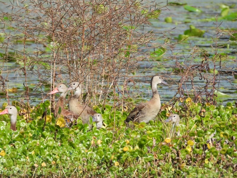 Black-bellied Whistling-Duck - ML645712028