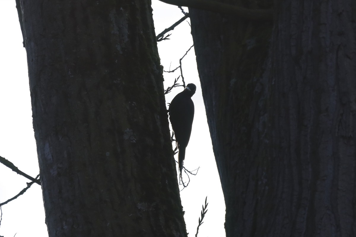 Black Woodpecker - ML645712032