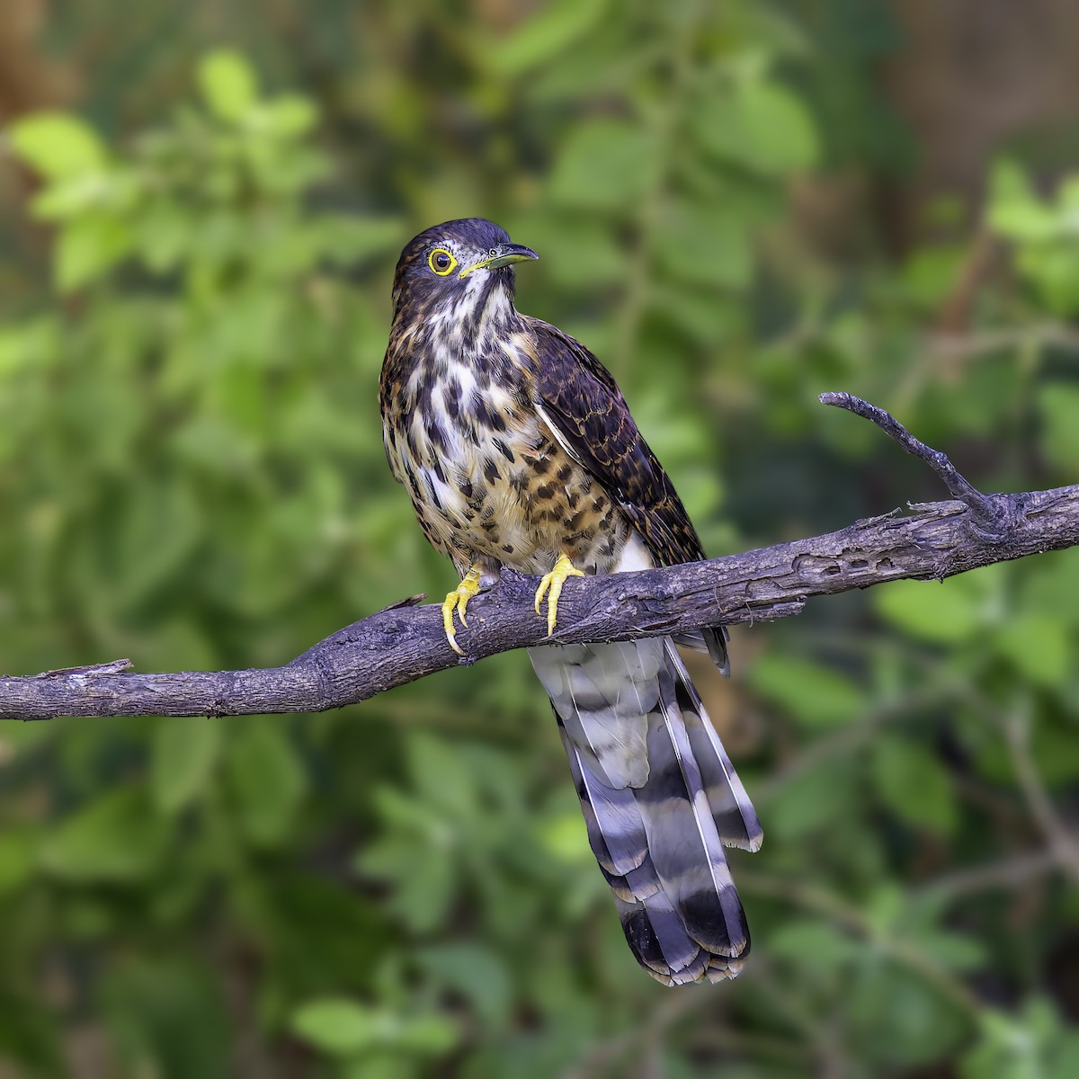 Large Hawk-Cuckoo - ML645712034