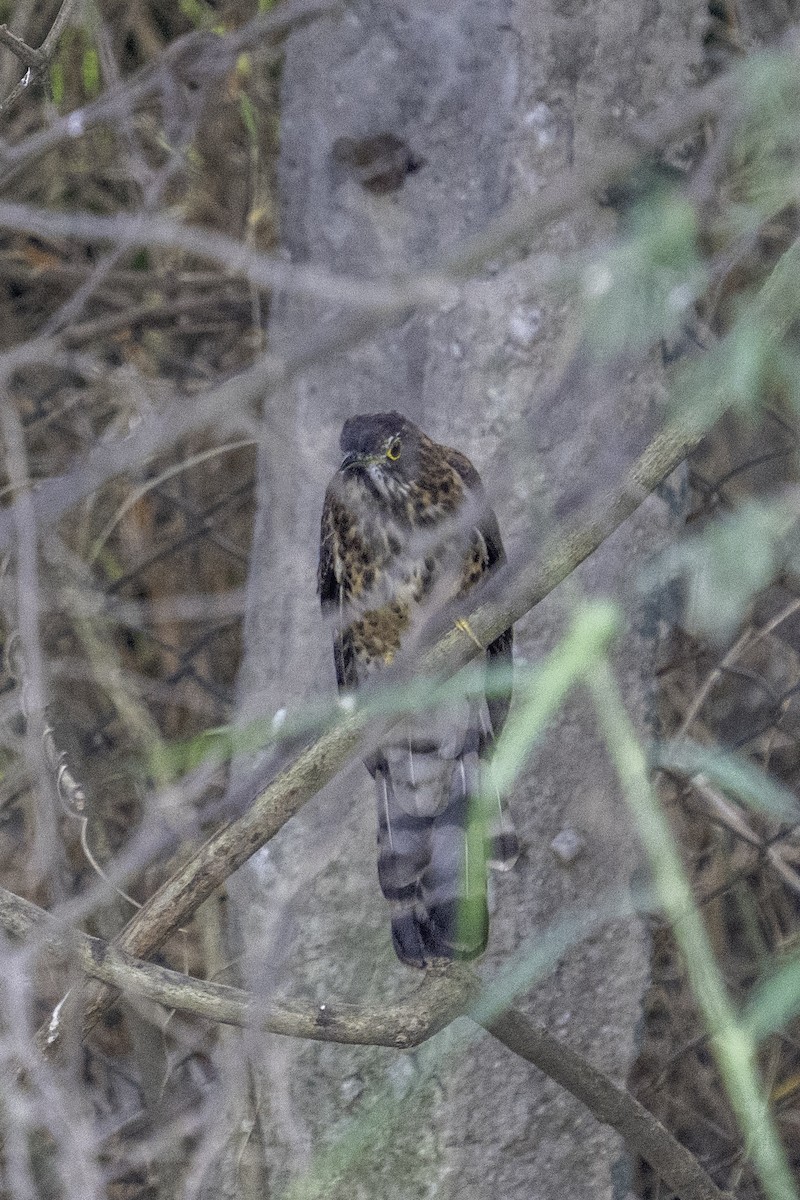 Large Hawk-Cuckoo - ML645712035