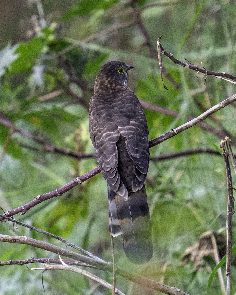 Large Hawk-Cuckoo - ML645712036