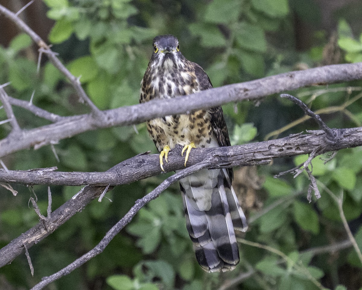 Large Hawk-Cuckoo - ML645712037