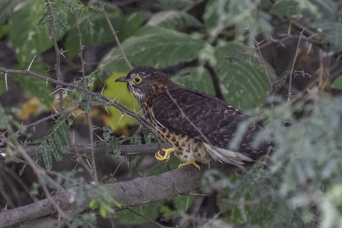 Large Hawk-Cuckoo - ML645712038