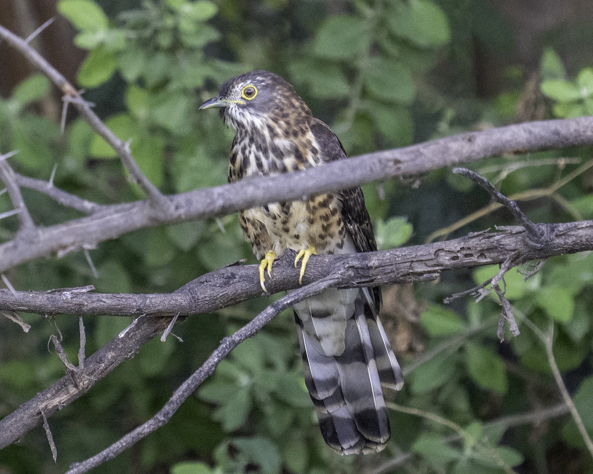 Large Hawk-Cuckoo - ML645712039