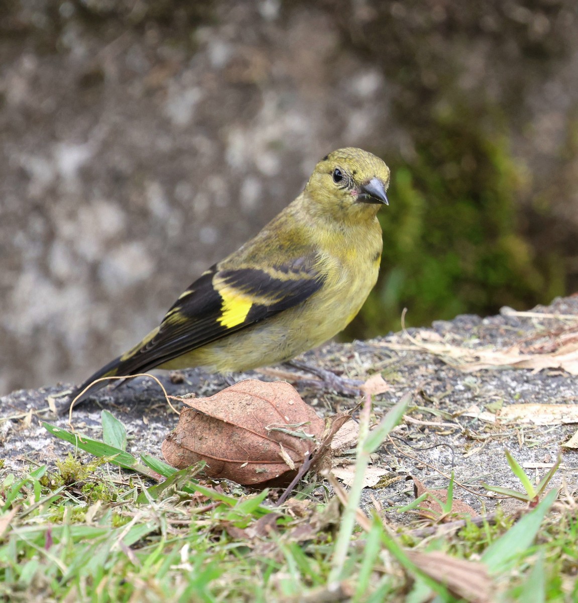 Yellow-bellied Siskin - ML645712040