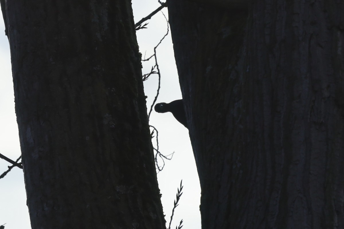 Black Woodpecker - ML645712046