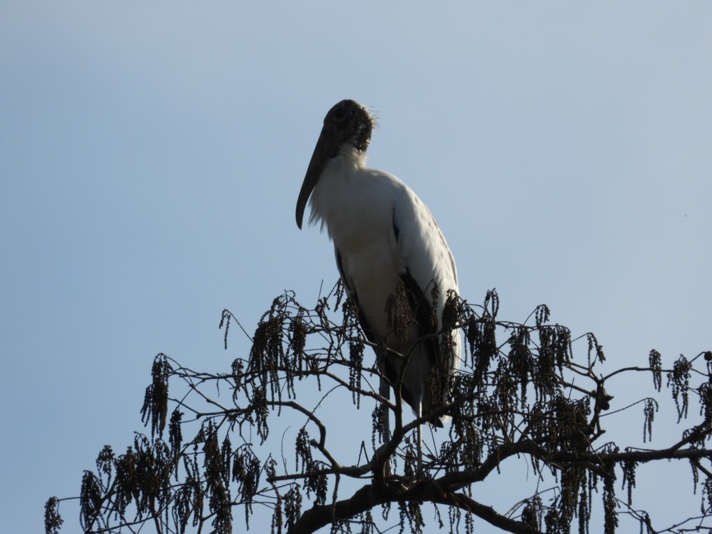 Wood Stork - ML645712047