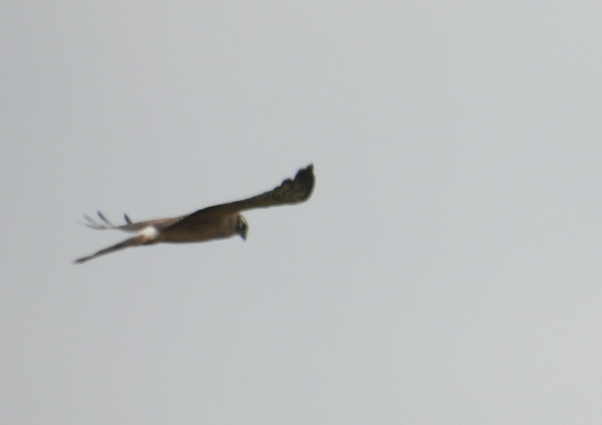 Çayır Delicesi - ML645712049