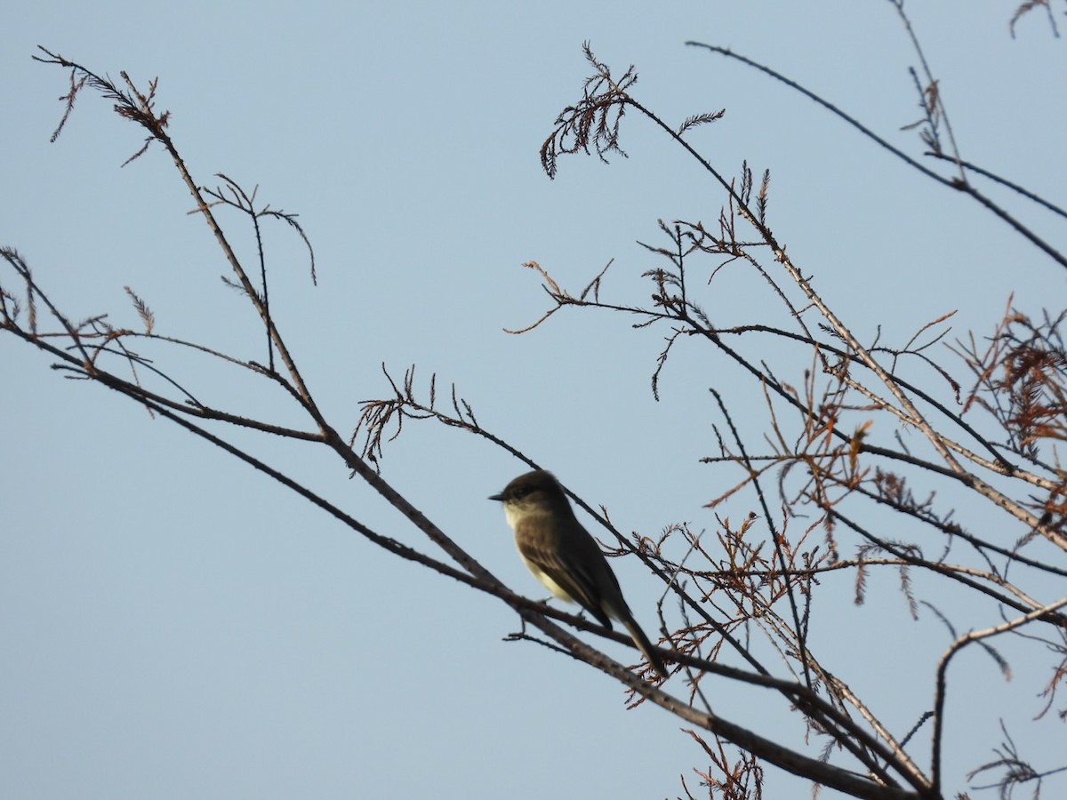 Eastern Phoebe - ML645712061