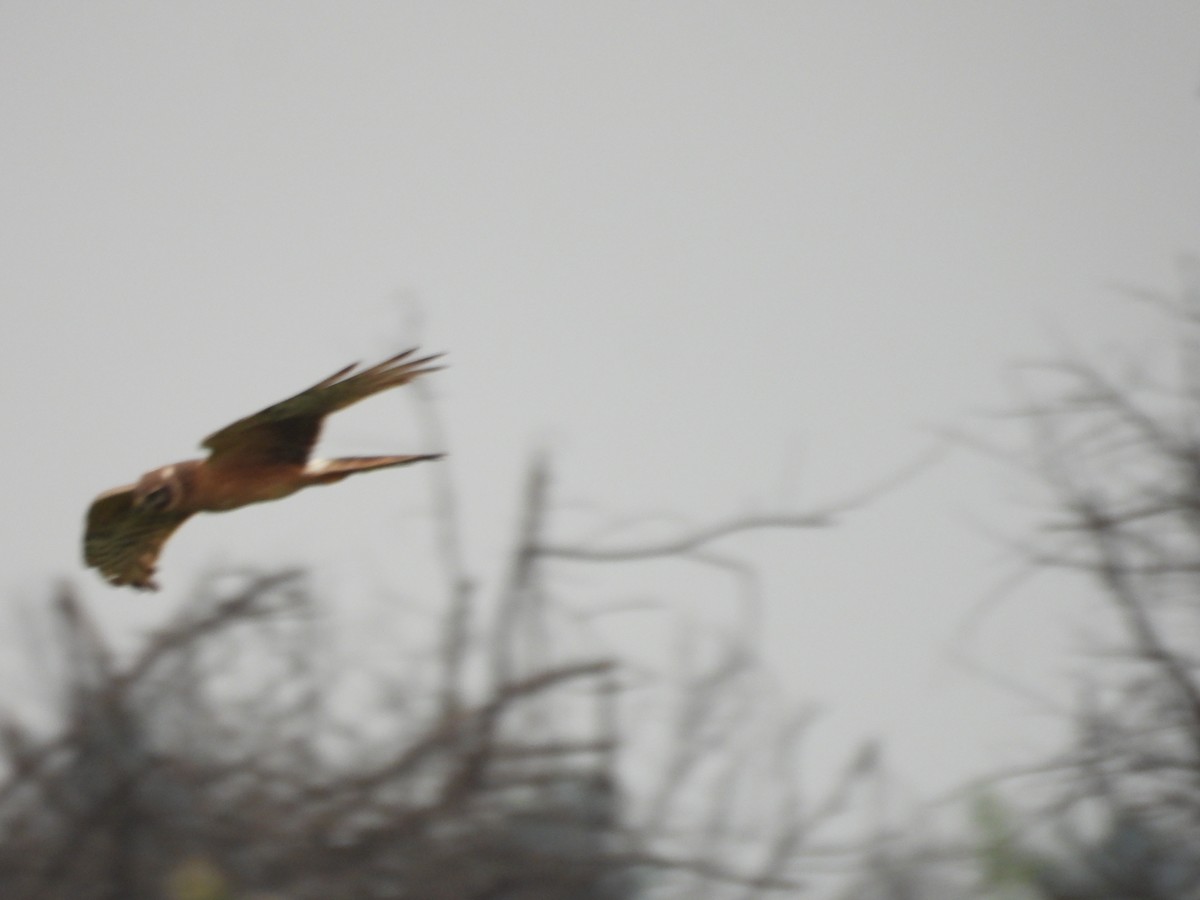 Aguilucho Papialbo - ML645712065