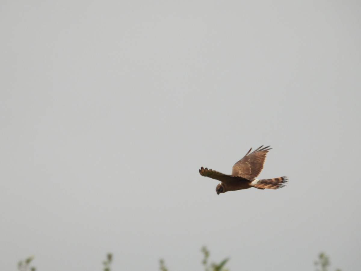 Aguilucho Papialbo - ML645712066