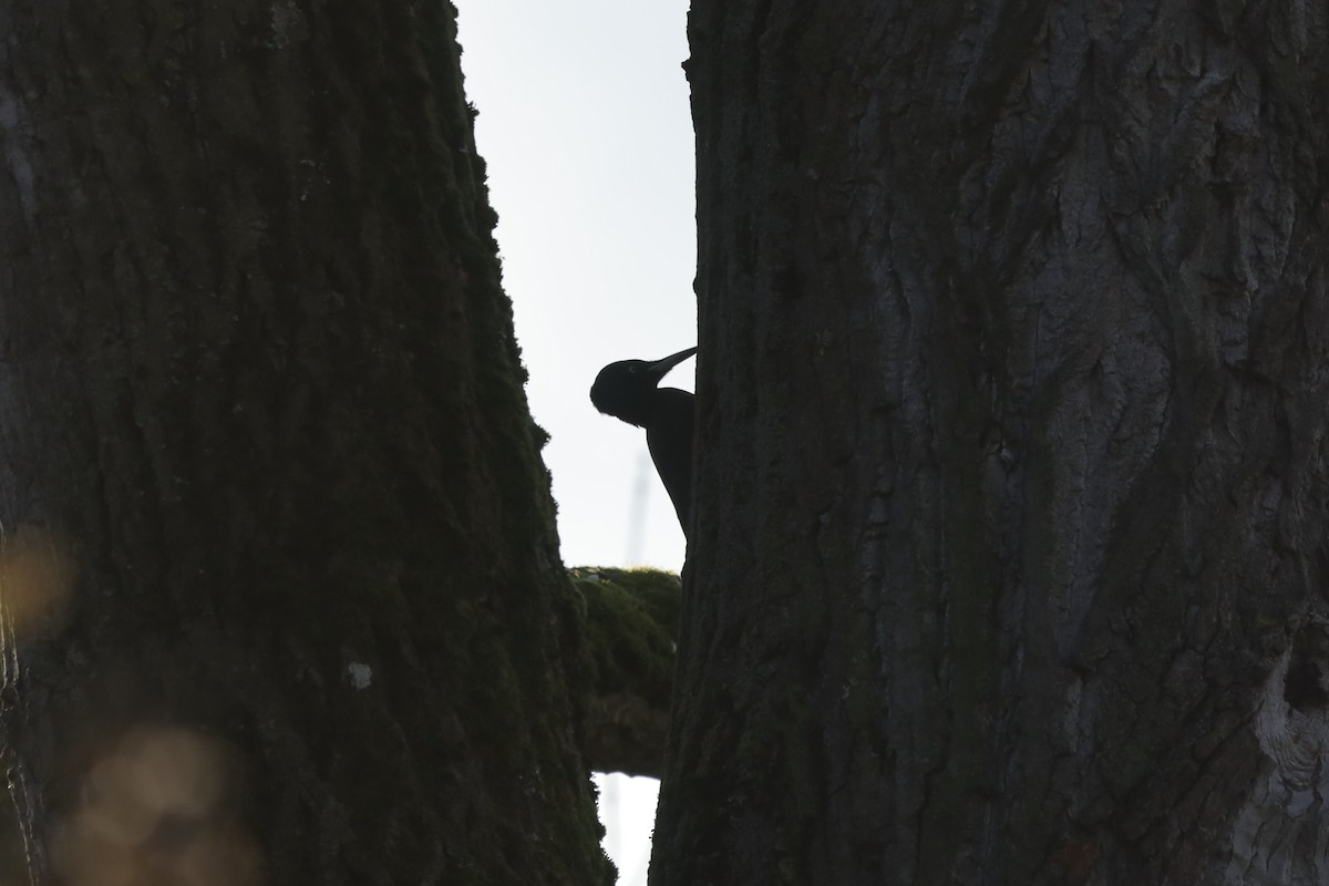 Black Woodpecker - ML645712082