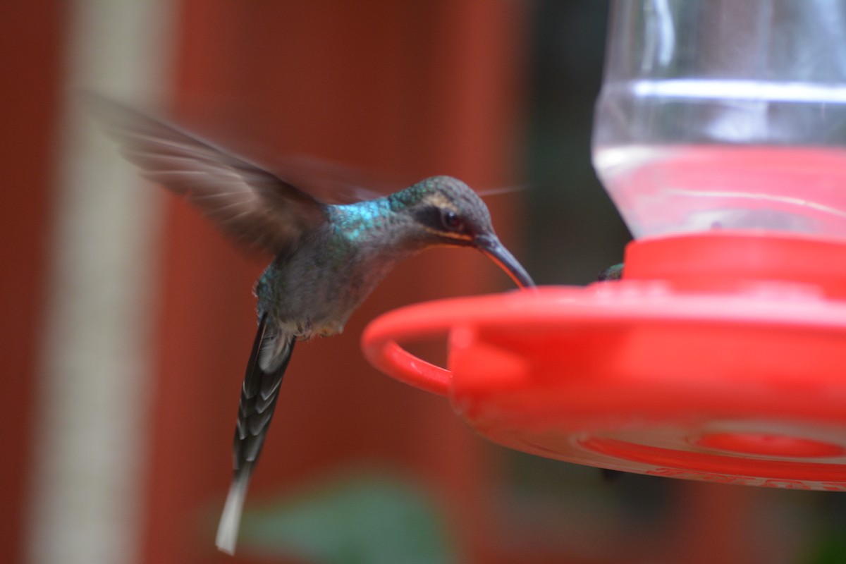 Green Hermit - ML645712090