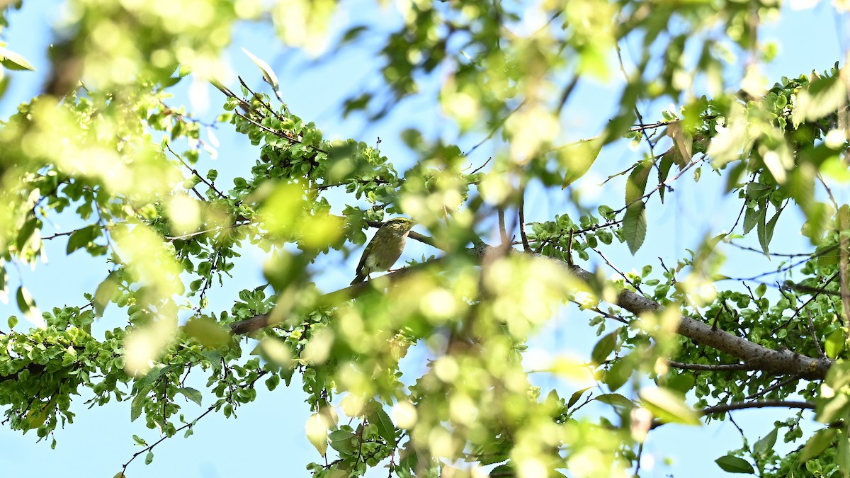 Luì di Pallas - ML645712098