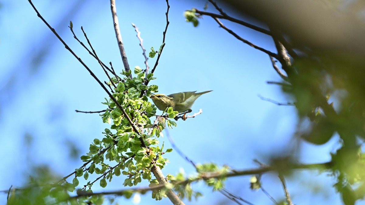 Luì di Pallas - ML645712099