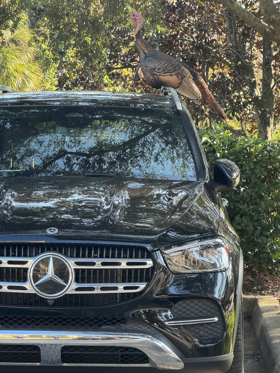 krocan divoký - ML645712102