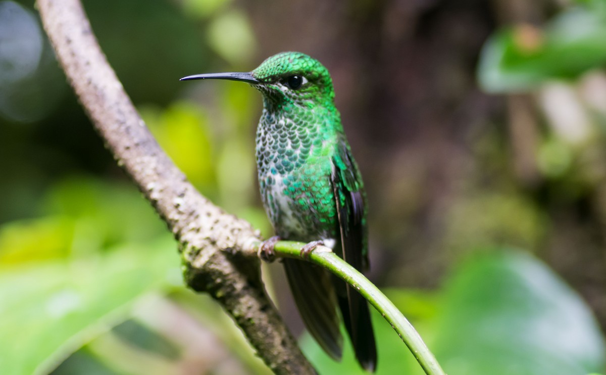 Green-crowned Brilliant - ML645712103