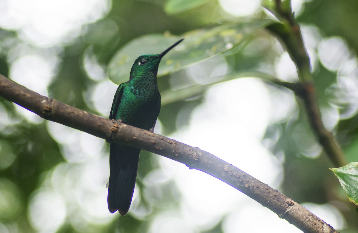 Green-crowned Brilliant - ML645712105