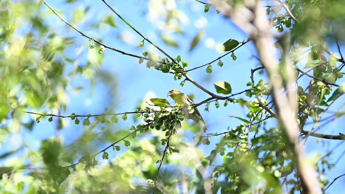 Lucherino - ML645712107