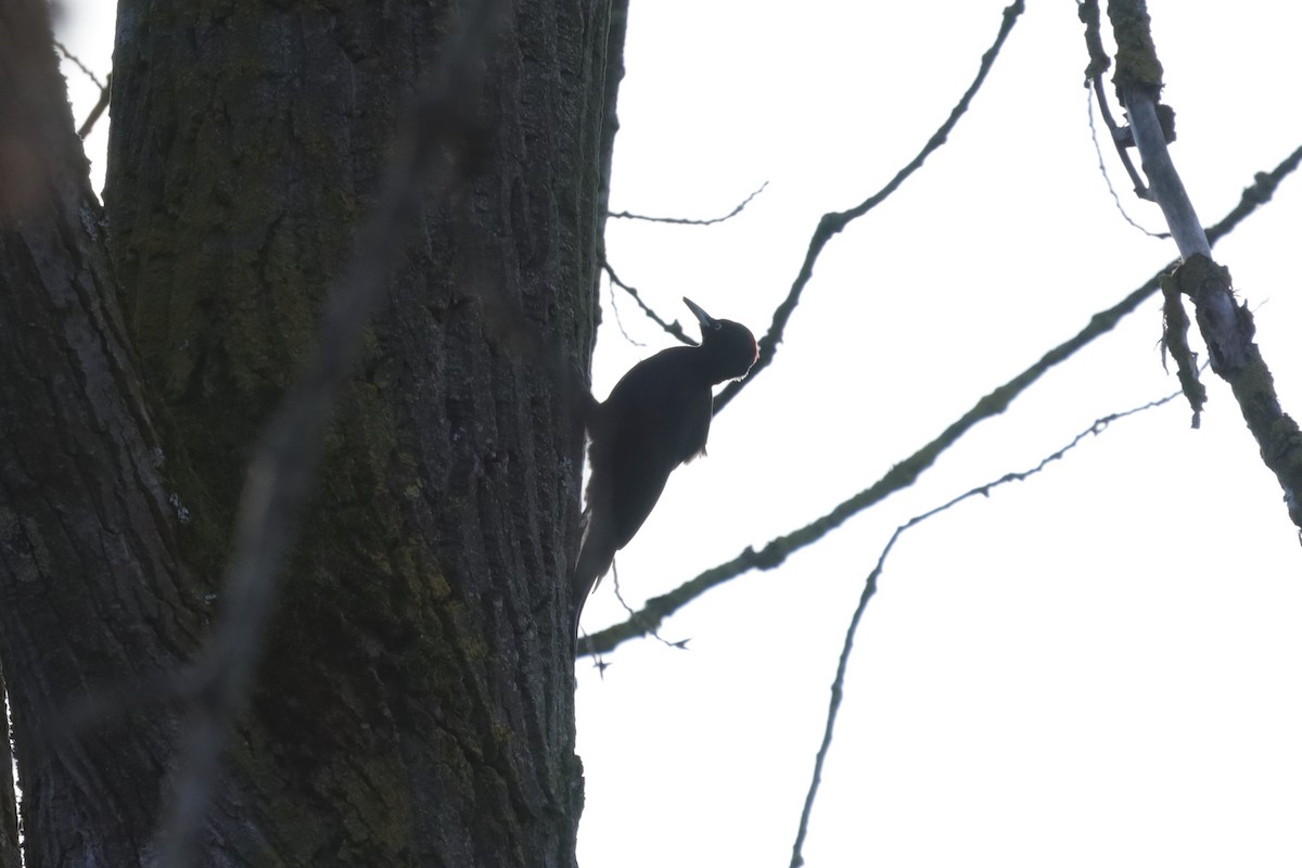 Black Woodpecker - ML645712111