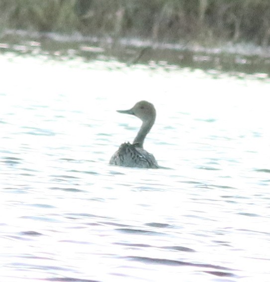 尖尾鴨 - ML645712112