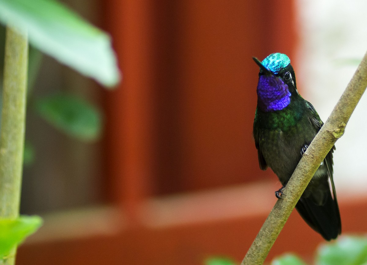 Purple-throated Mountain-gem - ML645712113